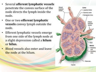 • Several afferent lymphatic vessels
penetrate the convex surface of the
node directs the lymph inside the
node.
• One or two efferent lymphatic
vessels convey lymph outside the
node.
• Efferent lymphatic vessels emerge
from one side of the lymph node at
a slight depression called a hilum
or hilus.
• Blood vessels also enter and leave
the node at the hilum.
 