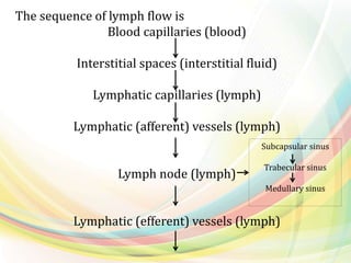 The sequence of lymph flow is
Blood capillaries (blood)
Interstitial spaces (interstitial fluid)
Lymphatic capillaries (lymph)
Lymphatic (afferent) vessels (lymph)
Lymph node (lymph)
Lymphatic (efferent) vessels (lymph)
Subcapsular sinus
Trabecular sinus
Medullary sinus
 