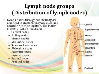 Lymph node groups
(Distribution of lymph nodes)
• Lymph nodes throughout the body are
arranged in clusters. They are classified
according to their location. The major
cluster of lymph nodes are;
– Cervical nodes
– Axillary nodes
– Thoracic nodes
– Mediastinal nodes
– Supratrochlear nodes
– Abdominal nodes
– Mesentric nodes
– Inguinal nodes
– Femoral nodes
– Popliteal nodes
 