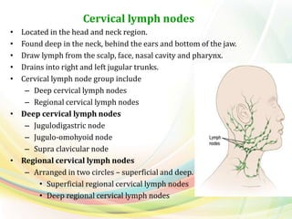 Cervical lymph nodes
• Located in the head and neck region.
• Found deep in the neck, behind the ears and bottom of the jaw.
• Draw lymph from the scalp, face, nasal cavity and pharynx.
• Drains into right and left jugular trunks.
• Cervical lymph node group include
– Deep cervical lymph nodes
– Regional cervical lymph nodes
• Deep cervical lymph nodes
– Jugulodigastric node
– Jugulo-omohyoid node
– Supra clavicular node
• Regional cervical lymph nodes
– Arranged in two circles – superficial and deep.
• Superficial regional cervical lymph nodes
• Deep regional cervical lymph nodes
 