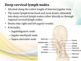 Deep cervical lymph nodes
• Situated along the entire length of internal jugular vein.
• The entire lymph from head and neck drains ultimately
into deep cervical lymph nodes either directly or through
regional cervical lymph nodes.
• Drains into right and left jugular trunks.
• It includes,
– Jugulodigastric node
– Jugulo-omohyoid node
– Supra clavicular node
 