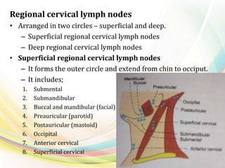Regional cervical lymph nodes
• Arranged in two circles – superficial and deep.
– Superficial regional cervical lymph nodes
– Deep regional cervical lymph nodes
• Superficial regional cervical lymph nodes
– It forms the outer circle and extend from chin to occiput.
– It includes;
1. Submental
2. Submandibular
3. Buccal and mandibular (facial)
4. Preauricular (parotid)
5. Postauricular (mastoid)
6. Occipital
7. Anterior cervical
8. Superficial cervical
 