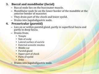 3. Buccal and mandibular (facial)
– Buccal node lies on the buccinator muscle.
– Mandibular node lie on the lower border of the mandible at the
anterior border of masseter.
– They drain part of the cheek and lower eyelid.
– Drains into Jugulodigastric node.
4. Preauricular (parotid)
– Lies on or within parotid gland, partly in superficial fascia and
partly in deep fascia.
– Drains from;
• Temple
• Side of scalp
• Lateral surface of auricle
• External acoustic meatus
• Middle ear
• Parotid gland
• Upper part of cheek
• Parts of eyelid
• Orbit
– Drains into Jugulodigastric node.
 