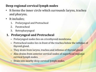 Deep regional cervical lymph nodes
• It forms the inner circle which surrounds larynx, trachea
and pharynx.
• It includes;
1. Prelaryngeal and Pretracheal
2. Paratracheal
3. Retropharyngeal
1. Prelaryngeal and Pretracheal
– Prelaryngeal nodes lies on cricothyroid membrane.
– Pretracheal nodes lies in front of the trachea below the isthmus of
thyroid gland.
– They drain from larynx, trachea and isthmus of thyroid gland.
– Also drains from anterior cervical nodes of superficial regional
cervical lymph nodes.
– Drain into nearby deep cervical lymph nodes.
 
