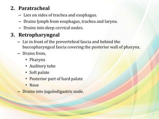 2. Paratracheal
– Lies on sides of trachea and esophagus.
– Drains lymph from esophagus, trachea and larynx.
– Drains into deep cervical nodes.
3. Retropharyngeal
– Lie in front of the prevertebral fascia and behind the
buccopharyngeal fascia covering the posterior wall of pharynx.
– Drains from,
• Pharynx
• Auditory tube
• Soft palate
• Posterior part of hard palate
• Nose
– Drains into jugulodigastric node.
 