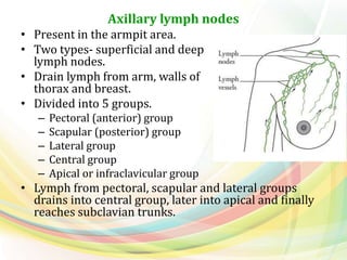Axillary lymph nodes
• Present in the armpit area.
• Two types- superficial and deep
lymph nodes.
• Drain lymph from arm, walls of
thorax and breast.
• Divided into 5 groups.
– Pectoral (anterior) group
– Scapular (posterior) group
– Lateral group
– Central group
– Apical or infraclavicular group
• Lymph from pectoral, scapular and lateral groups
drains into central group, later into apical and finally
reaches subclavian trunks.
 