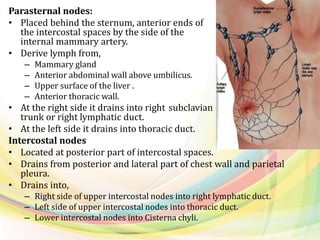 Parasternal nodes:
• Placed behind the sternum, anterior ends of
the intercostal spaces by the side of the
internal mammary artery.
• Derive lymph from,
– Mammary gland
– Anterior abdominal wall above umbilicus.
– Upper surface of the liver .
– Anterior thoracic wall.
• At the right side it drains into right subclavian
trunk or right lymphatic duct.
• At the left side it drains into thoracic duct.
Intercostal nodes
• Located at posterior part of intercostal spaces.
• Drains from posterior and lateral part of chest wall and parietal
pleura.
• Drains into,
– Right side of upper intercostal nodes into right lymphatic duct.
– Left side of upper intercostal nodes into thoracic duct.
– Lower intercostal nodes into Cisterna chyli.
 