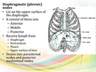 Diaphragmatic (phrenic)
nodes
• Lie on the upper surface of
the diaphragm.
• It consist of three sets
– Anterior
– Middle
– Posterior
• Receive lymph from
– Diaphragm
– Pericardium
– Pleura
– Upper surface of liver
• Drains into parasternal
nodes and posterior
mediastinal nodes.
 