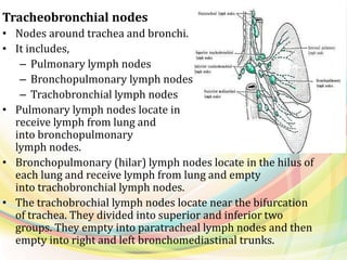 Tracheobronchial nodes
• Nodes around trachea and bronchi.
• It includes,
– Pulmonary lymph nodes
– Bronchopulmonary lymph nodes
– Trachobronchial lymph nodes
• Pulmonary lymph nodes locate in lungs,
receive lymph from lung and empty
into bronchopulmonary
lymph nodes.
• Bronchopulmonary (hilar) lymph nodes locate in the hilus of
each lung and receive lymph from lung and empty
into trachobronchial lymph nodes.
• The trachobrochial lymph nodes locate near the bifurcation
of trachea. They divided into superior and inferior two
groups. They empty into paratracheal lymph nodes and then
empty into right and left bronchomediastinal trunks.
 