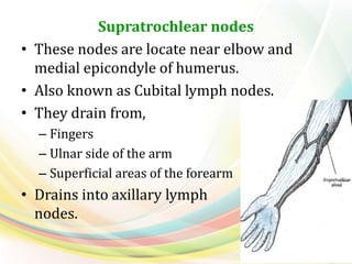 Supratrochlear nodes
• These nodes are locate near elbow and
medial epicondyle of humerus.
• Also known as Cubital lymph nodes.
• They drain from,
– Fingers
– Ulnar side of the arm
– Superficial areas of the forearm
• Drains into axillary lymph
nodes.
 