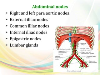 Abdominal nodes
• Right and left para aortic nodes
• External illiac nodes
• Common illiac nodes
• Internal illiac nodes
• Epigastric nodes
• Lumbar glands
 
