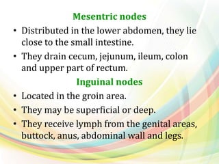 Mesentric nodes
• Distributed in the lower abdomen, they lie
close to the small intestine.
• They drain cecum, jejunum, ileum, colon
and upper part of rectum.
Inguinal nodes
• Located in the groin area.
• They may be superficial or deep.
• They receive lymph from the genital areas,
buttock, anus, abdominal wall and legs.
 