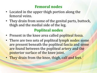 Femoral nodes
• Located in the upper thigh portion along the
femoral veins.
• They drain from some of the genital parts, buttock,
thigh and the medial side of the leg.
Popliteal nodes
• Present in the knee area called popliteal fossa.
• There are two sets of popliteal lymph nodes some
are present beneath the popliteal fascia and some
are found between the popliteal artery and the
posterior surface of the knee joint.
• They drain from the knee, thigh, calf and feet.
 