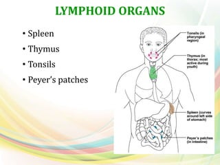 LYMPHOID ORGANS
• Spleen
• Thymus
• Tonsils
• Peyer’s patches
 