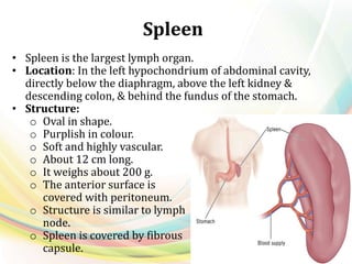 Spleen
• Spleen is the largest lymph organ.
• Location: In the left hypochondrium of abdominal cavity,
directly below the diaphragm, above the left kidney &
descending colon, & behind the fundus of the stomach.
• Structure:
o Oval in shape.
o Purplish in colour.
o Soft and highly vascular.
o About 12 cm long.
o It weighs about 200 g.
o The anterior surface is
covered with peritoneum.
o Structure is similar to lymph
node.
o Spleen is covered by fibrous
capsule.
 