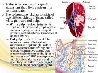 o Trabeculae are inward capsular
extensions that divide spleen into
compatments.
o The spleen parenchyma consists of
two different kinds of tissue called
white pulp and red pulp.
– White pulp involved in immune
functions. It consist of lymphocytes
and macrophages. It is arranged
arround central arteries (branches of
splenic artery).
– Red pulp consists of blood filled
venous sinuses called splenic
sinusoids and splenic (Billroth’s)
cords. Splenic cords are regions of
reticular connective tissue, that
separate splenic sinusoids. Splenic
cords consist of RBC, macrophages,
lymphocytes, plasma cells, and
granulocytes. It destroy damaged
RBCs and blood borne pathogens.
 