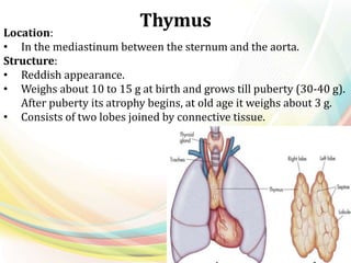 Thymus
Location:
• In the mediastinum between the sternum and the aorta.
Structure:
• Reddish appearance.
• Weighs about 10 to 15 g at birth and grows till puberty (30-40 g).
After puberty its atrophy begins, at old age it weighs about 3 g.
• Consists of two lobes joined by connective tissue.
 
