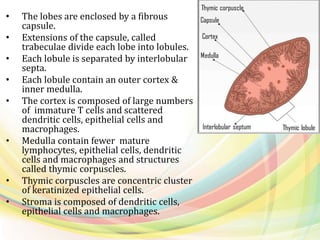• The lobes are enclosed by a fibrous
capsule.
• Extensions of the capsule, called
trabeculae divide each lobe into lobules.
• Each lobule is separated by interlobular
septa.
• Each lobule contain an outer cortex &
inner medulla.
• The cortex is composed of large numbers
of immature T cells and scattered
dendritic cells, epithelial cells and
macrophages.
• Medulla contain fewer mature
lymphocytes, epithelial cells, dendritic
cells and macrophages and structures
called thymic corpuscles.
• Thymic corpuscles are concentric cluster
of keratinized epithelial cells.
• Stroma is composed of dendritic cells,
epithelial cells and macrophages.
 