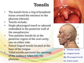 Tonsils
• The tonsils form a ring of lymphoid
tissue around the entrance to the
pharynx (throat).
• Tonsils include;
• Single pharyngeal tonsil or adenoid
embedded in the posterior wall of
the nasopharynx.
• Two palatine tonsils lie at the
posterior region of the oral cavity,
one on either side.
• Paired lingual tonsils located at the
base of the tongue.
• Tubal tonsils surround the openings
of the auditory tubes into the
pharynx.
 