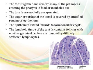 • The tonsils gather and remove many of the pathogens
entering the pharynx in food or in inhaled air.
• The tonsils are not fully encapsulated.
• The exterior surface of the tonsil is covered by stratified
squamous epithelium.
• The epithelium extend inwards to form tonsillar crypts.
• The lymphoid tissue of the tonsils contains follicles with
obvious germinal centers surrounded by diffusely
scattered lymphocytes.
 