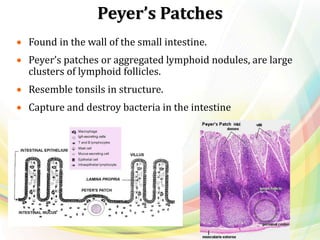 Peyer’s Patches
 Found in the wall of the small intestine.
 Peyer’s patches or aggregated lymphoid nodules, are large
clusters of lymphoid follicles.
 Resemble tonsils in structure.
 Capture and destroy bacteria in the intestine
 