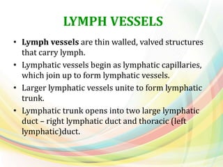 LYMPH VESSELS
• Lymph vessels are thin walled, valved structures
that carry lymph.
• Lymphatic vessels begin as lymphatic capillaries,
which join up to form lymphatic vessels.
• Larger lymphatic vessels unite to form lymphatic
trunk.
• Lymphatic trunk opens into two large lymphatic
duct – right lymphatic duct and thoracic (left
lymphatic)duct.
 