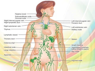Lymphatic System Lymphatic System