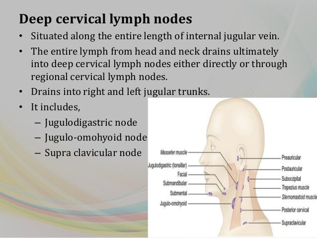 Lymphatic system