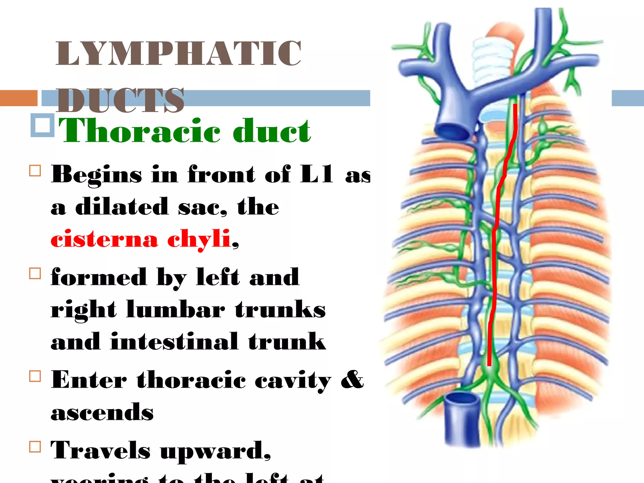 Lymphatic System function Of Lymphatic Systems PPT