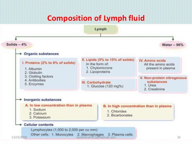Lymphatic System Human Lymphatic System