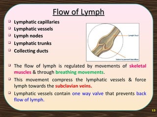 13
Flow of LymphFlow of Lymph
 Lymphatic capillaries
 Lymphatic vessels
 Lymph nodes
 Lymphatic trunks
 Collecting ducts
 The flow of lymph is regulated by movements of skeletal
muscles & through breathing movements.
 This movement compress the lymphatic vessels & force
lymph towards the subclavian veins.
 Lymphatic vessels contain one way valve that prevents back
flow of lymph.
 