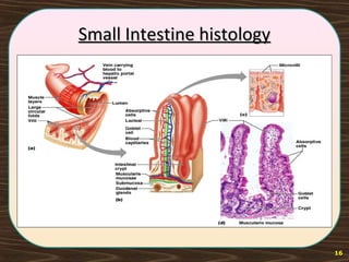 Small Intestine histologySmall Intestine histology
16
 