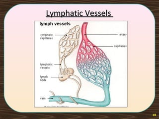Lymphatic VesselsLymphatic Vessels
18
 
