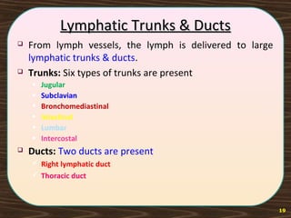 Lymphatic Trunks & DuctsLymphatic Trunks & Ducts
 From lymph vessels, the lymph is delivered to large
lymphatic trunks & ducts.
 Trunks: Six types of trunks are present
• Jugular
• Subclavian
• Bronchomediastinal
• Intestinal
• Lumbar
• Intercostal
 Ducts: Two ducts are present
 Right lymphatic duct
 Thoracic duct
19
 