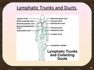 Lymphatic Trunks and DuctsLymphatic Trunks and Ducts
20
 