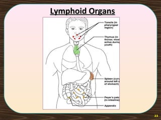 23
Lymphoid OrgansLymphoid Organs
 
