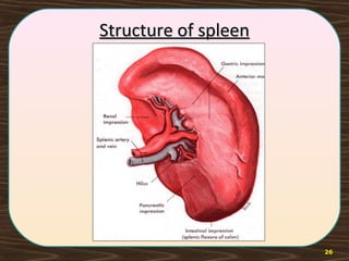 Structure of spleenStructure of spleen
26
 