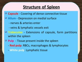 StructureStructure ofof SpleenSpleen
 Capsule - Covering of dense connective tissue
 Hilum - Depression on medial surface
- nerves & arteries enter
- veins & lymphatic vessels exit
 Trabeculae - Extensions of capsule, form partitions
within the spleen
 Pulp - Tissue present inside the spleen
- Red pulp: RBCs, macrophages & lymphocytes
- White pulp: Lymphatic tissue
27
 