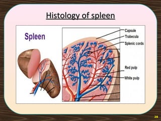 Histology of spleenHistology of spleen
28
 
