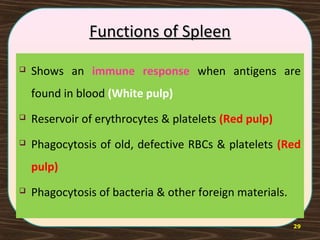 29
Functions of SpleenFunctions of Spleen
 Shows an immune response when antigens are
found in blood (White pulp)
 Reservoir of erythrocytes & platelets (Red pulp)
 Phagocytosis of old, defective RBCs & platelets (Red
pulp)
 Phagocytosis of bacteria & other foreign materials.
 