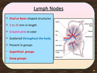 Lymph NodesLymph Nodes
 Oval or bean shaped structures
 1 to 15 mm in length
 Grayish pink in color
 Scattered throughout the body
 Present in groups
 Superficial groups
 Deep groups
31
 