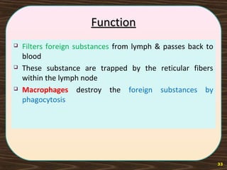 FunctionFunction
 Filters foreign substances from lymph & passes back to
blood
 These substance are trapped by the reticular fibers
within the lymph node
 Macrophages destroy the foreign substances by
phagocytosis
33
 