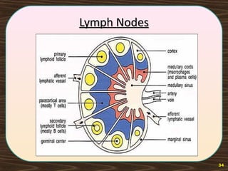 Lymph NodesLymph Nodes
34
 