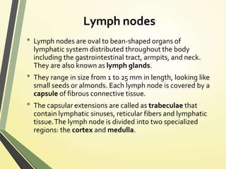 Lymph nodes
• Lymph nodes are oval to bean-shaped organs of
lymphatic system distributed throughout the body
including the gastrointestinal tract, armpits, and neck.
They are also known as lymph glands.
• They range in size from 1 to 25 mm in length, looking like
small seeds or almonds. Each lymph node is covered by a
capsule of fibrous connective tissue.
• The capsular extensions are called as trabeculae that
contain lymphatic sinuses, reticular fibers and lymphatic
tissue.The lymph node is divided into two specialized
regions: the cortex and medulla.
 