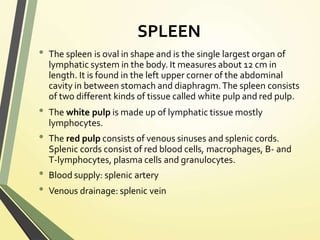 SPLEEN
• The spleen is oval in shape and is the single largest organ of
lymphatic system in the body. It measures about 12 cm in
length. It is found in the left upper corner of the abdominal
cavity in between stomach and diaphragm.The spleen consists
of two different kinds of tissue called white pulp and red pulp.
• The white pulp is made up of lymphatic tissue mostly
lymphocytes.
• The red pulp consists of venous sinuses and splenic cords.
Splenic cords consist of red blood cells, macrophages, B- and
T-lymphocytes, plasma cells and granulocytes.
• Blood supply: splenic artery
• Venous drainage: splenic vein
 