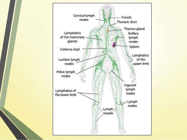 Lymphatic system: Anatomy and Physiology