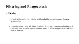 Filtering and Phagocytosis
• Filtering
• Lymph is filtered by the reticular and lymphoid tissue as it passes through
lymph nodes.
• Particulate matter may microbes, dead and live phagocytes containing ingested
microbes, cells from malignant tumours, wornout and damaged tissue cells and
inhaled particles
 