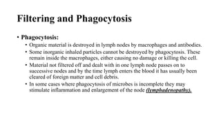 Filtering and Phagocytosis
• Phagocytosis:
• Organic material is destroyed in lymph nodes by macrophages and antibodies.
• Some inorganic inhaled particles cannot be destroyed by phagocytosis. These
remain inside the macrophages, either causing no damage or killing the cell.
• Material not filtered off and dealt with in one lymph node passes on to
successive nodes and by the time lymph enters the blood it has usually been
cleared of foreign matter and cell debris.
• In some cases where phagocytosis of microbes is incomplete they may
stimulate inflammation and enlargement of the node (lymphadenopathy).
 