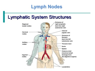 Lymph Nodes
 