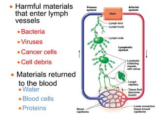  Harmful materials
that enter lymph
vessels
Bacteria
Viruses
Cancer cells
Cell debris
 Materials returned
to the blood
Water
Blood cells
Proteins
 
